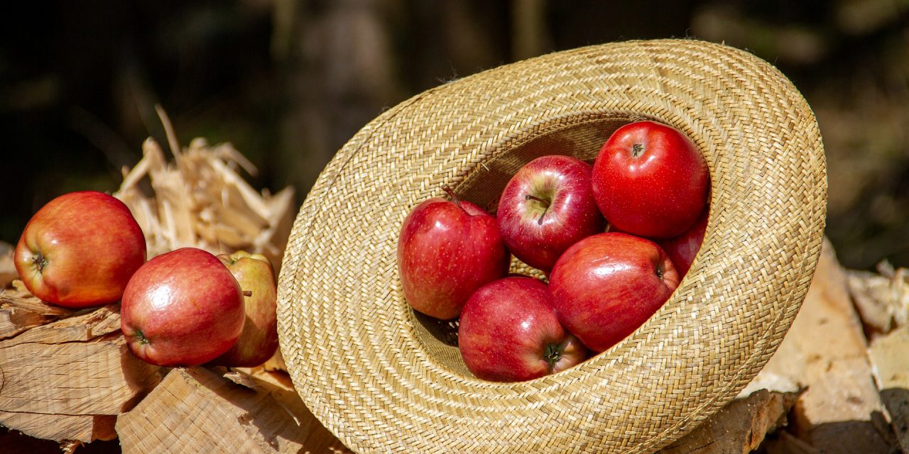Az ipari alma különböző betakarítási formáinak üzemgazdasági értékelése