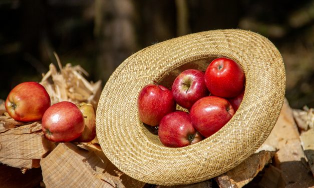Az ipari alma különböző betakarítási formáinak üzemgazdasági értékelése