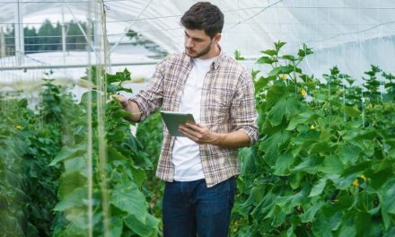 Döntést segítő precíziós eszközök alkalmazása a zöldséghajtatásban