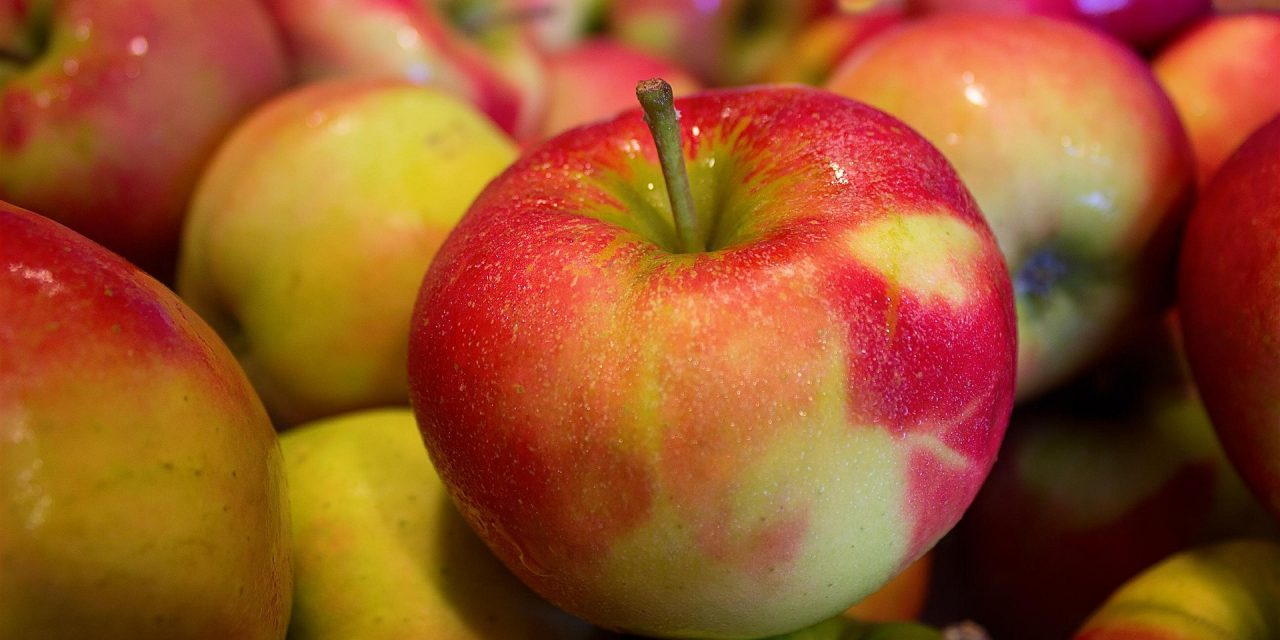 Az étkezési almatermesztés gazdaságossága (2. rész)