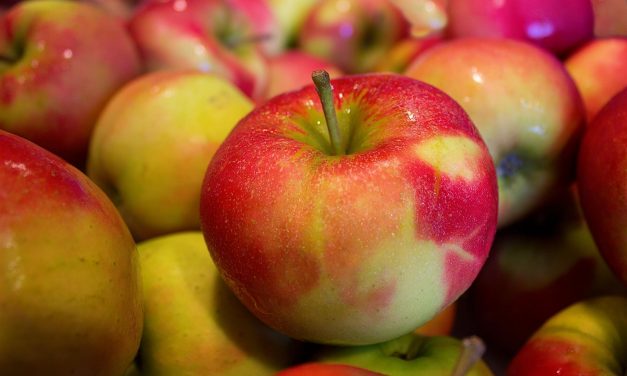 Az étkezési almatermesztés gazdaságossága (2. rész)
