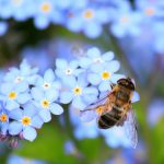 „Pro Biene” – avagy jól értelmezzük-e a méhek érdekeit?