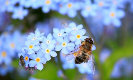 „Pro Biene” – avagy jól értelmezzük-e a méhek érdekeit?